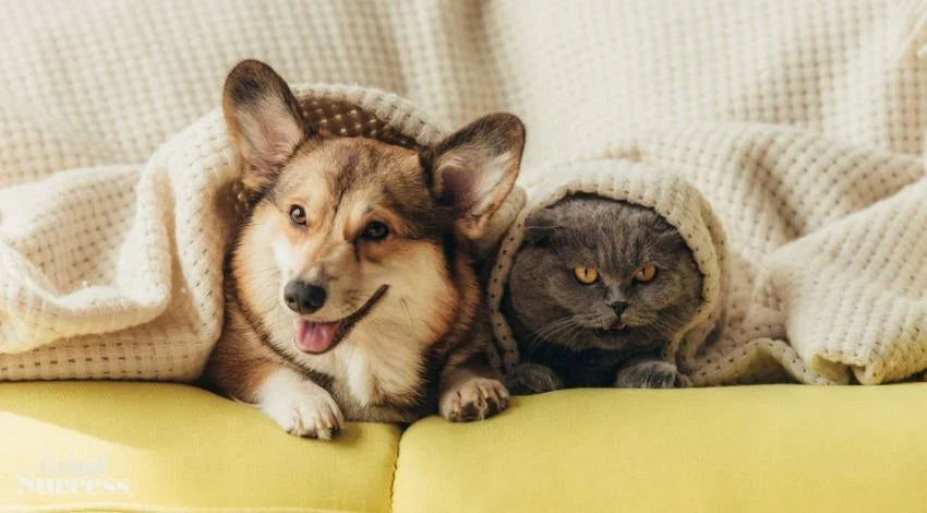 🐾 Essential Comfort Products for Every Pet