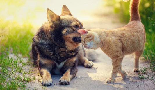 Ultimate Pet Comfort and Care Essentials