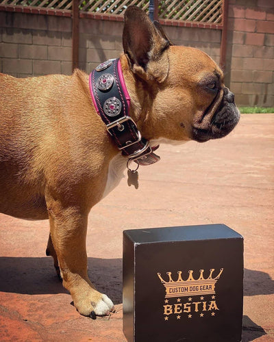 "Bijou" collar
