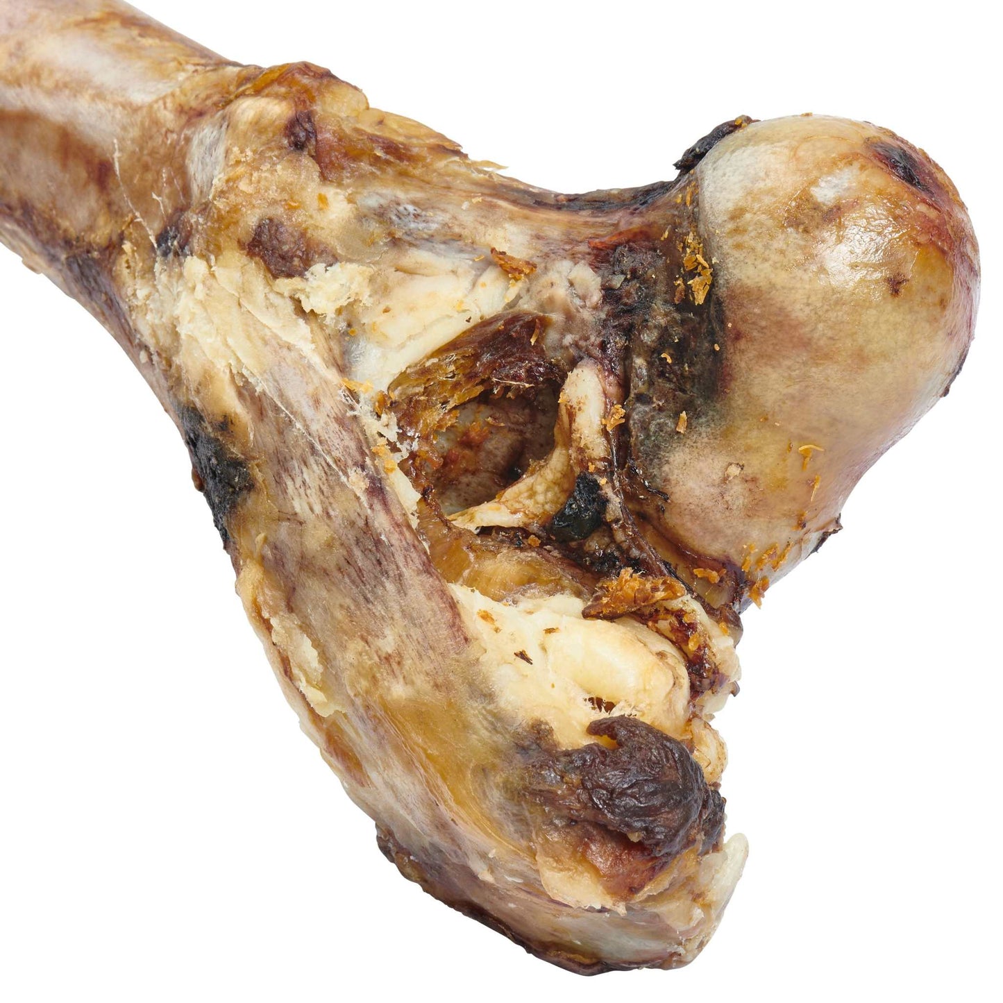 Giant grass-fed beef femur dog bone with meat and tendon for large dogs