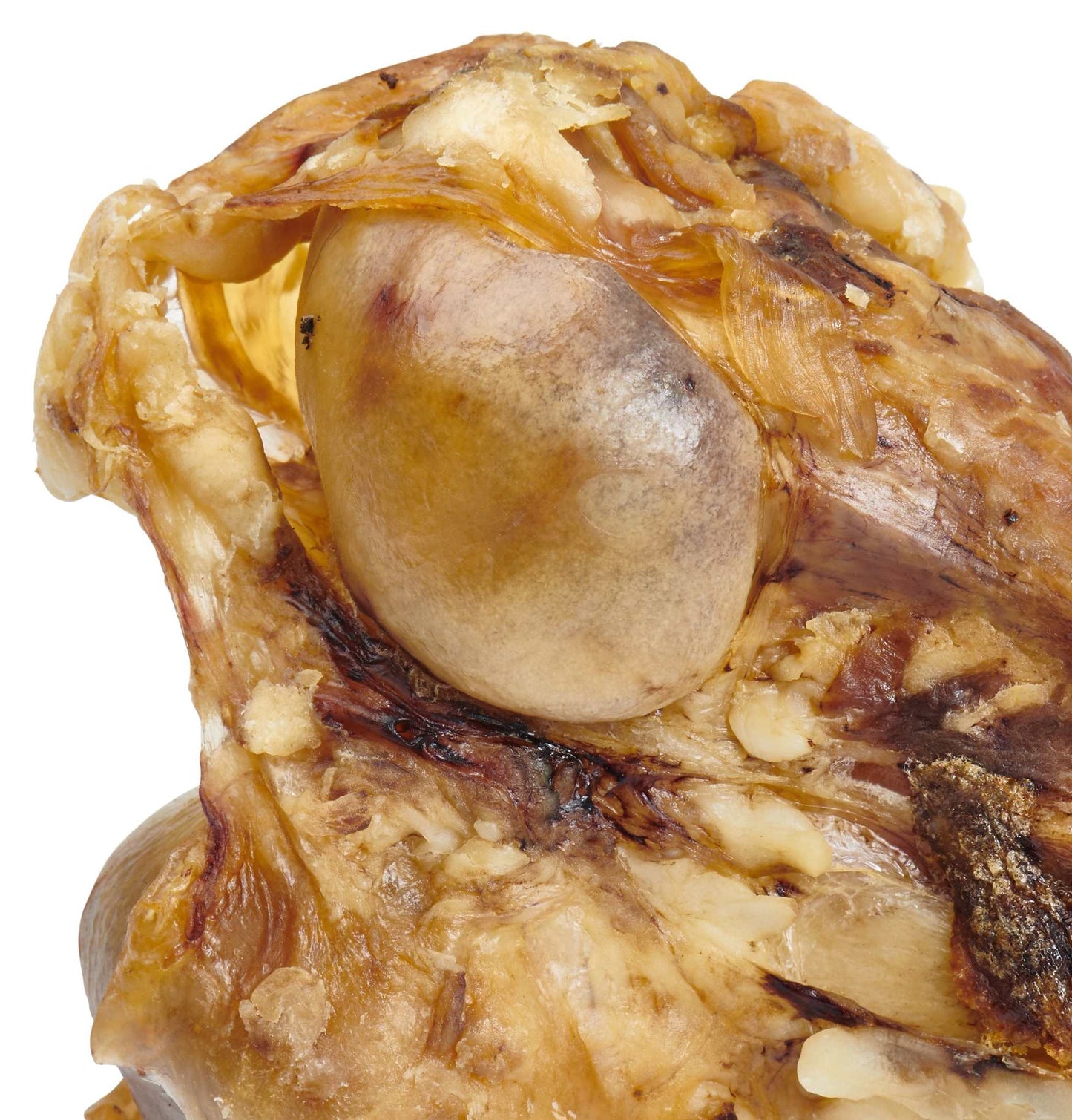 Giant dog bone grass-fed beef femur chew for large dogs with knuckles and meat