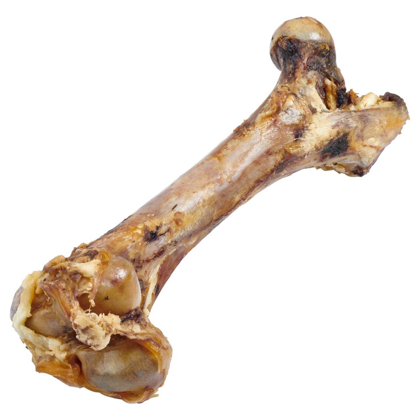Giant dog bone grass-fed beef femur treat for large dogs with knuckles and tendon