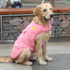 dog vest jacket