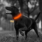 2 PCS Set Nylon LED Dog Collar cs06jp-nn.myshopify.com