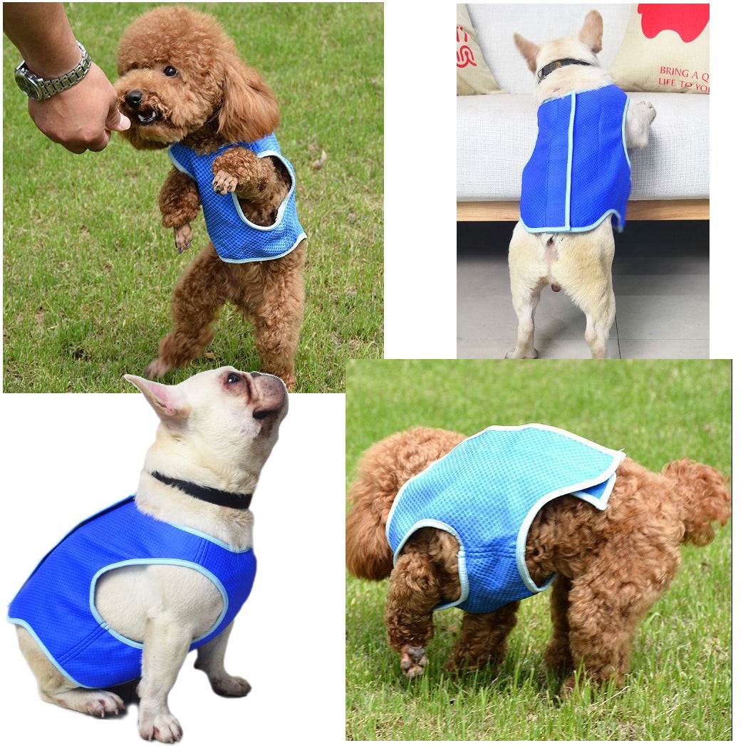Dog wearing summer cooling vest for heat relief