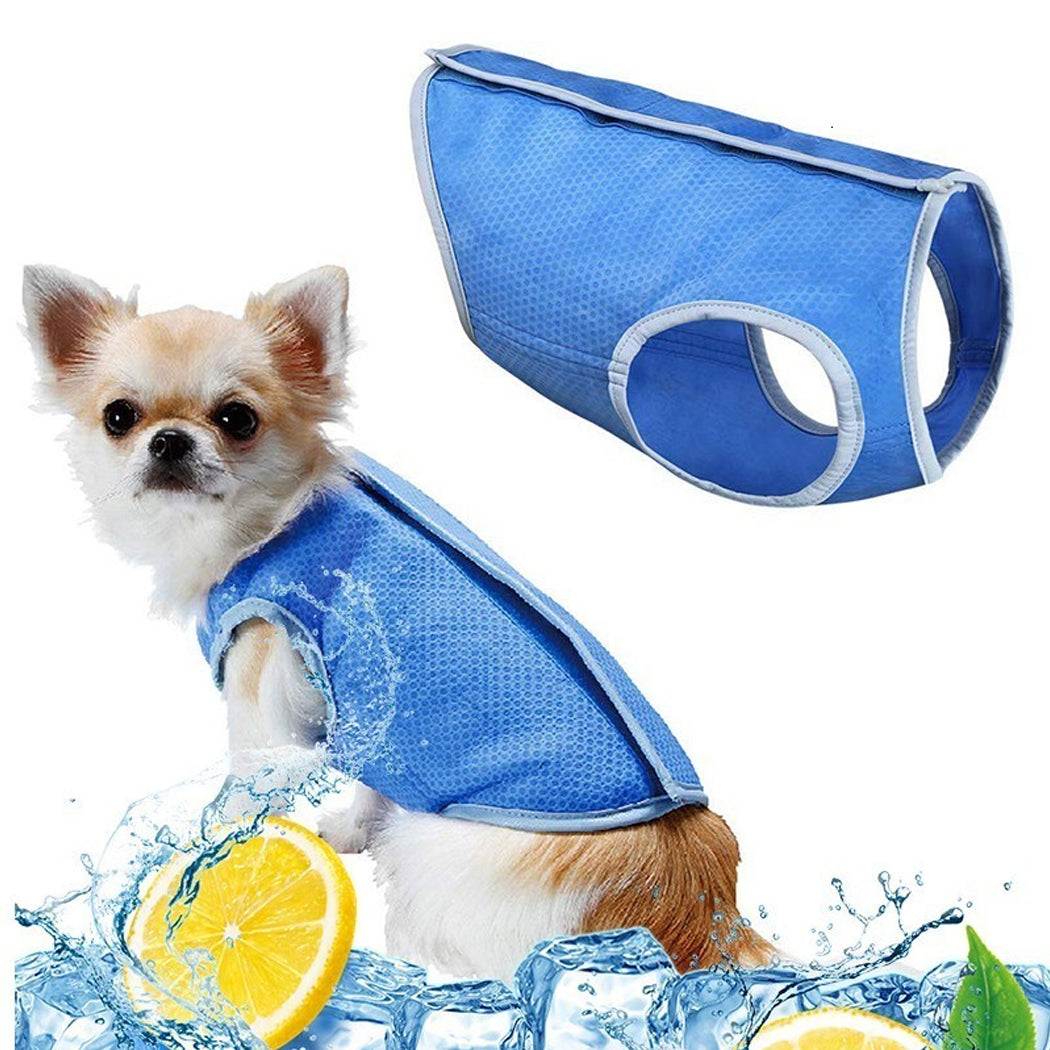 Dog wearing a blue summer cooling vest for heat relief