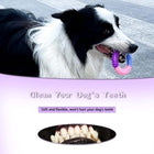 dog chew toys