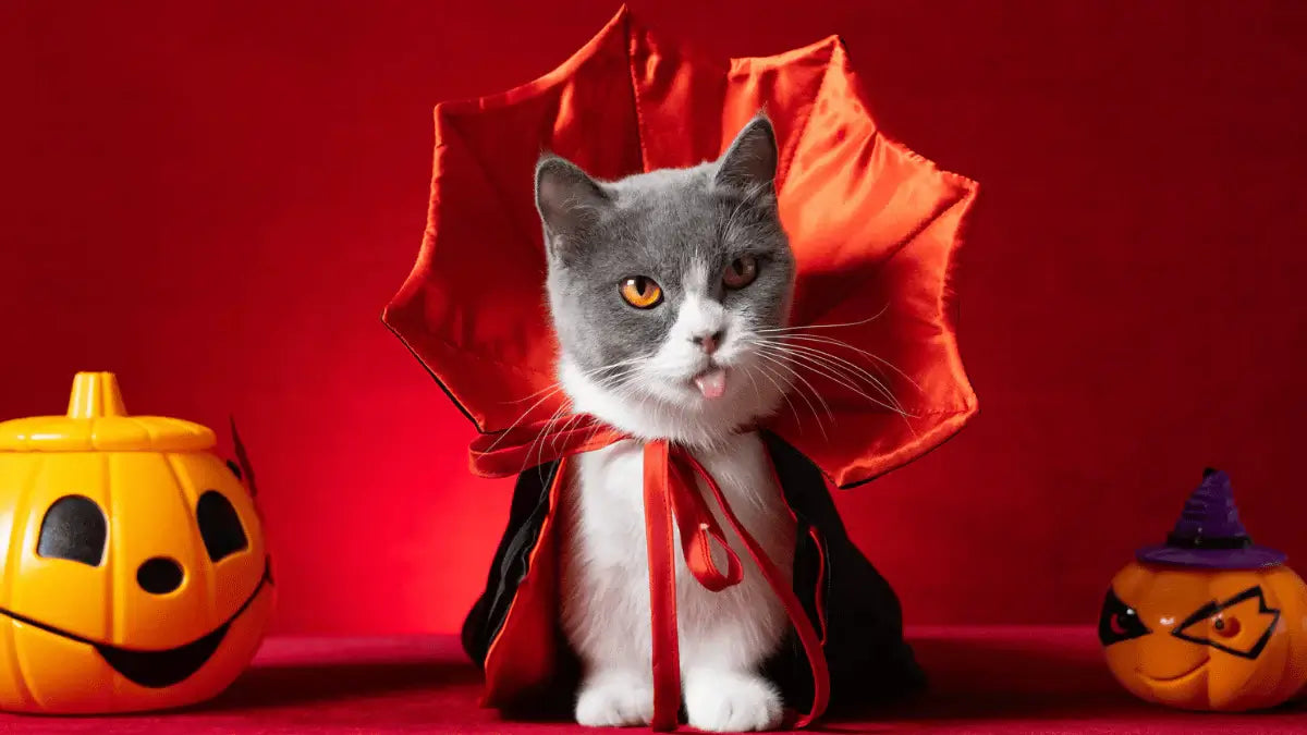 Burford Pets Enterprise