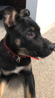 Durable Dog Collar - Red/Black cs06jp-nn.myshopify.com