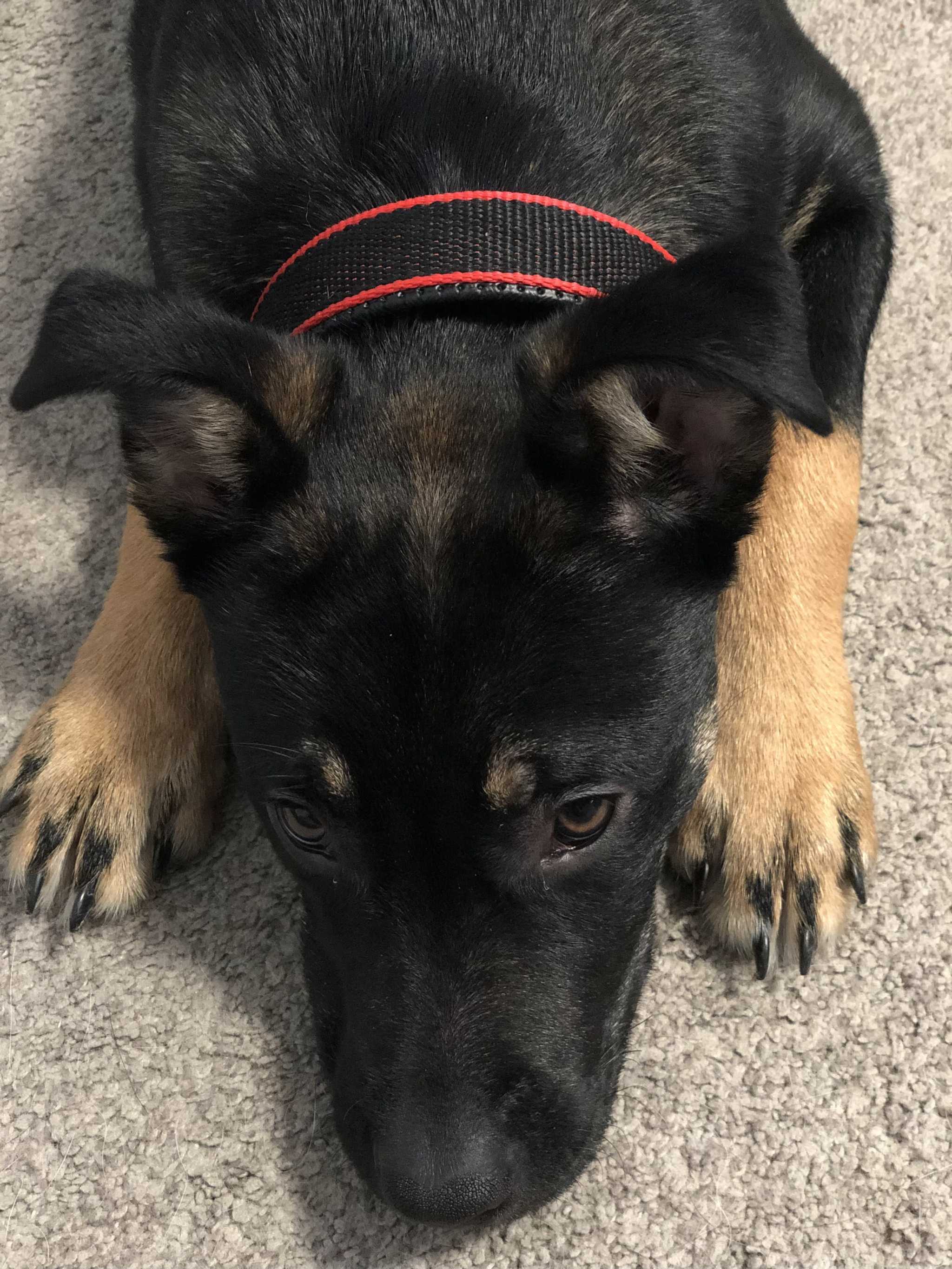 Durable Dog Collar - Red/Black cs06jp-nn.myshopify.com