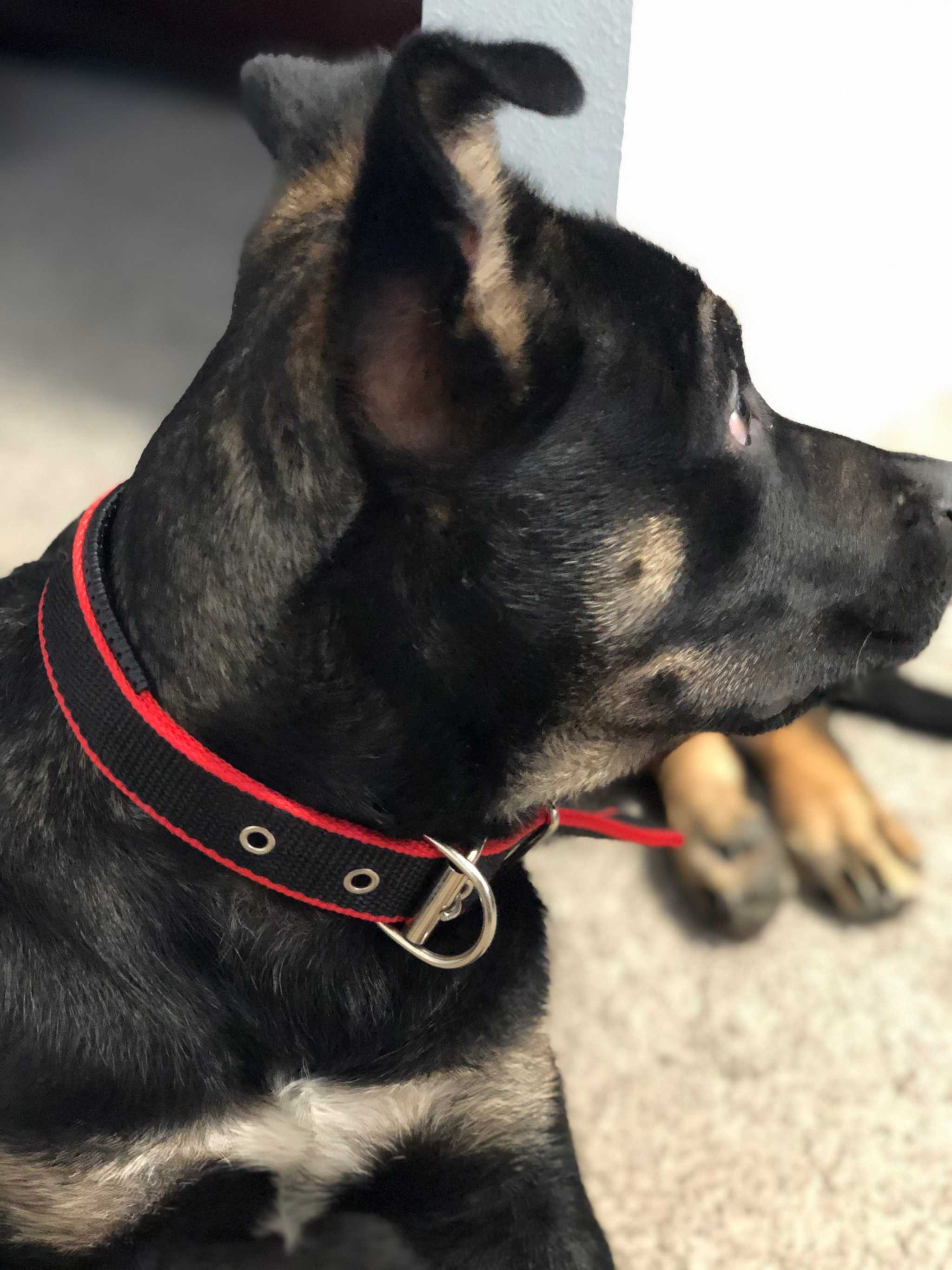 Durable Dog Collar - Red/Black cs06jp-nn.myshopify.com