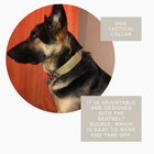 Fast Shipping Durable Military Tactical Dog Collar cs06jp-nn.myshopify.com