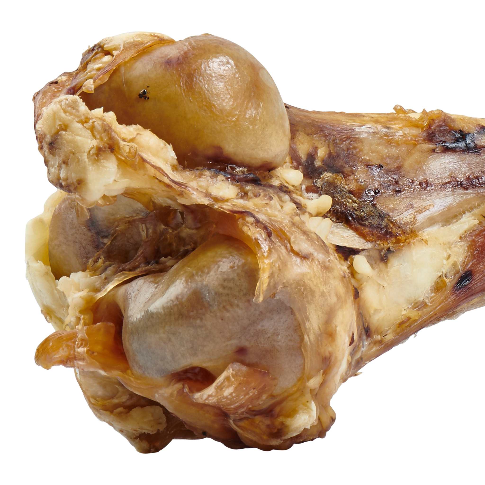 Giant Dog Bone - Grass-Fed Beef Femur Bone for Large Dogs cs06jp-nn.myshopify.com