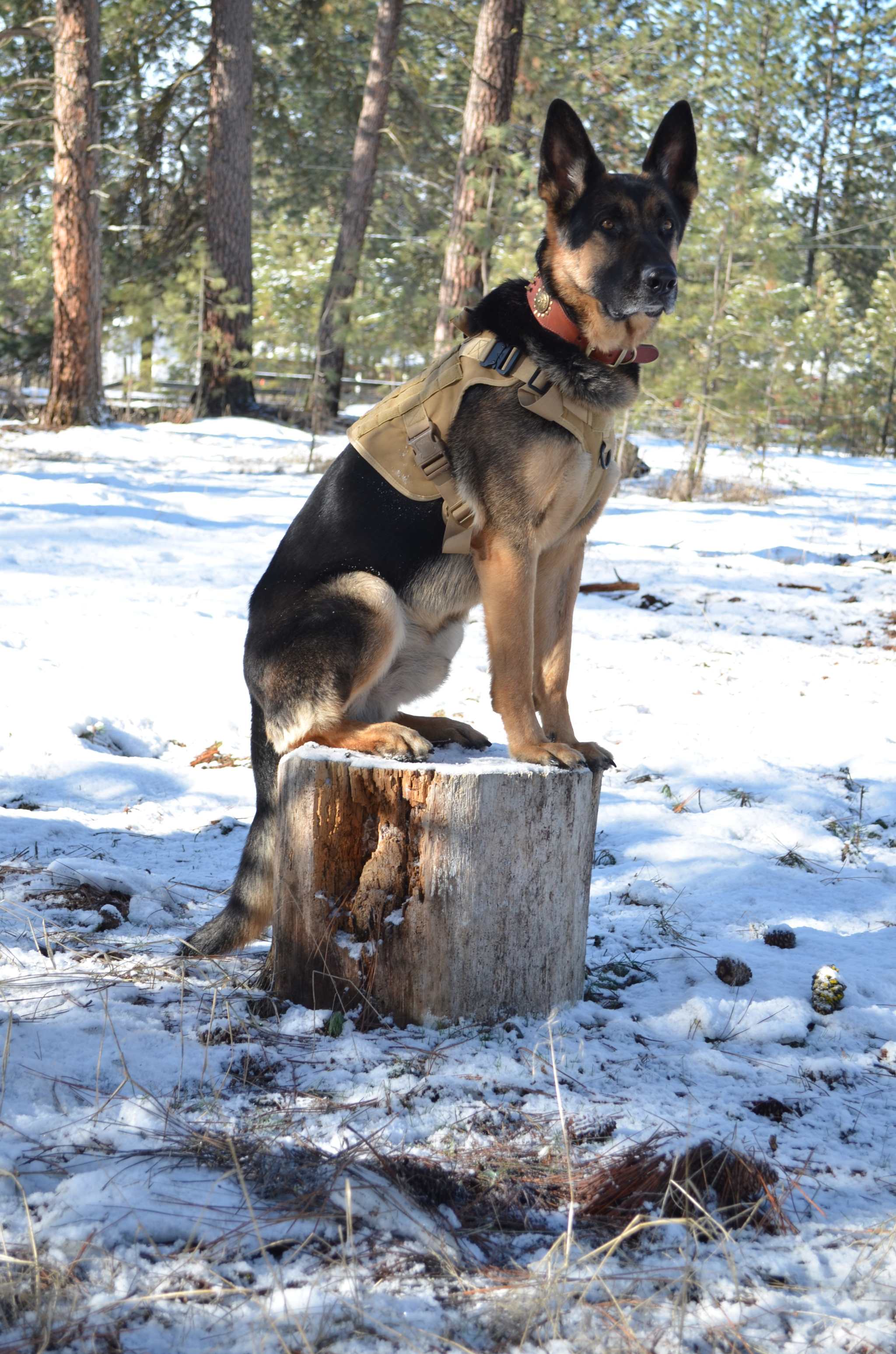 Military Dog Tactical Harness, Collar, and Leash Gear (Complete Set) cs06jp-nn.myshopify.com