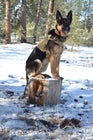 Military Dog Tactical Harness, Collar, and Leash Gear (Complete Set) cs06jp-nn.myshopify.com