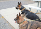 Military Dog Tactical Harness, Collar, and Leash Gear (Complete Set) cs06jp-nn.myshopify.com