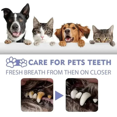 Dog Teeth Cleaning 