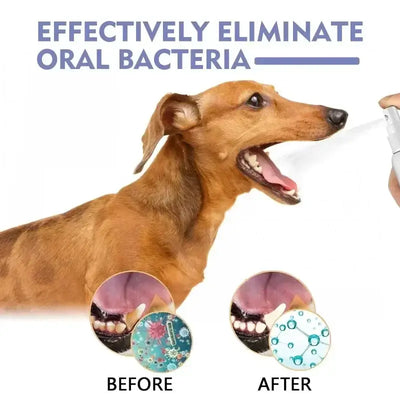 Dog Teeth Cleaning 
