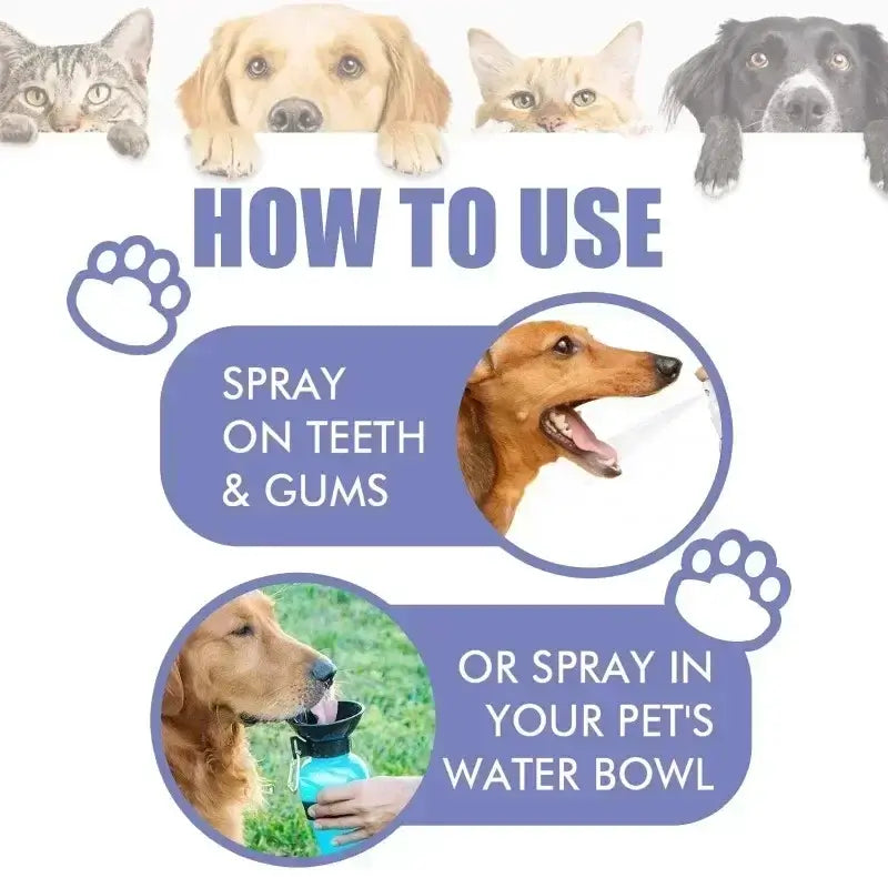 Dog Teeth Cleaning 