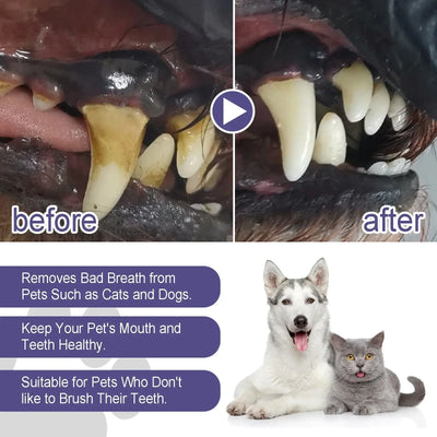 Dog Dental Care 