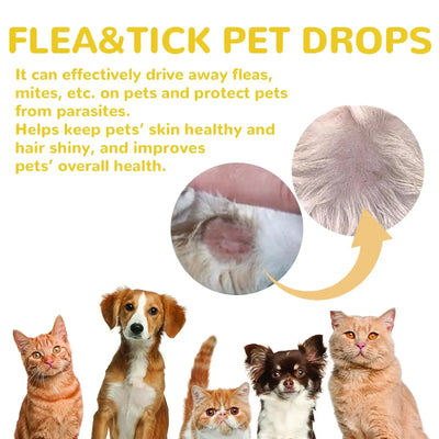 treatment for cats