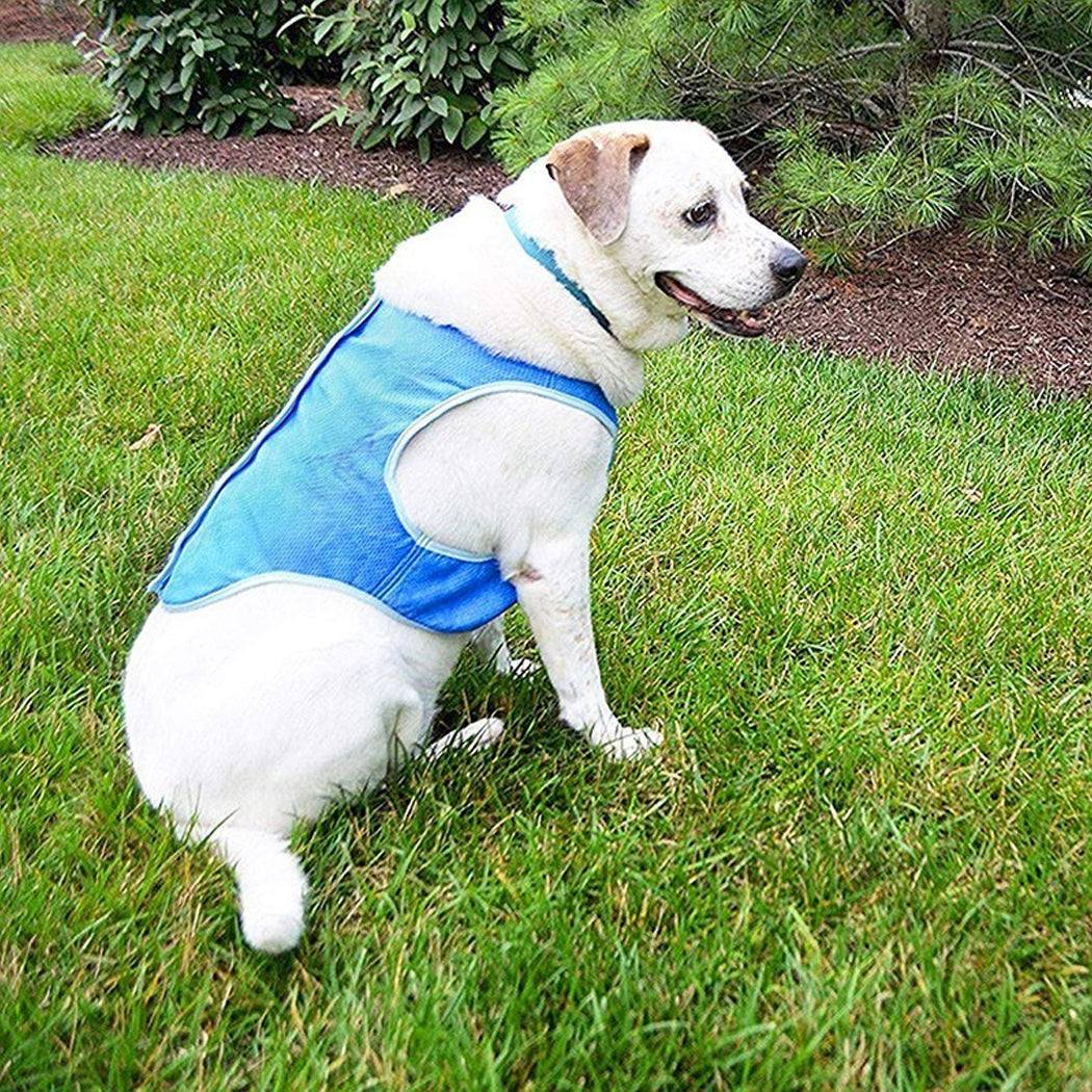 Dog wearing summer cooling vest for heat relief
