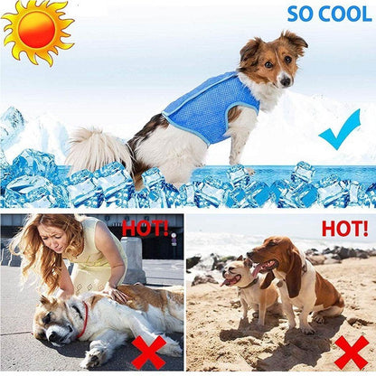 Dog wearing blue summer cooling vest for heat relief