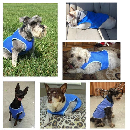 Dog wearing blue summer cooling vest for heat relief