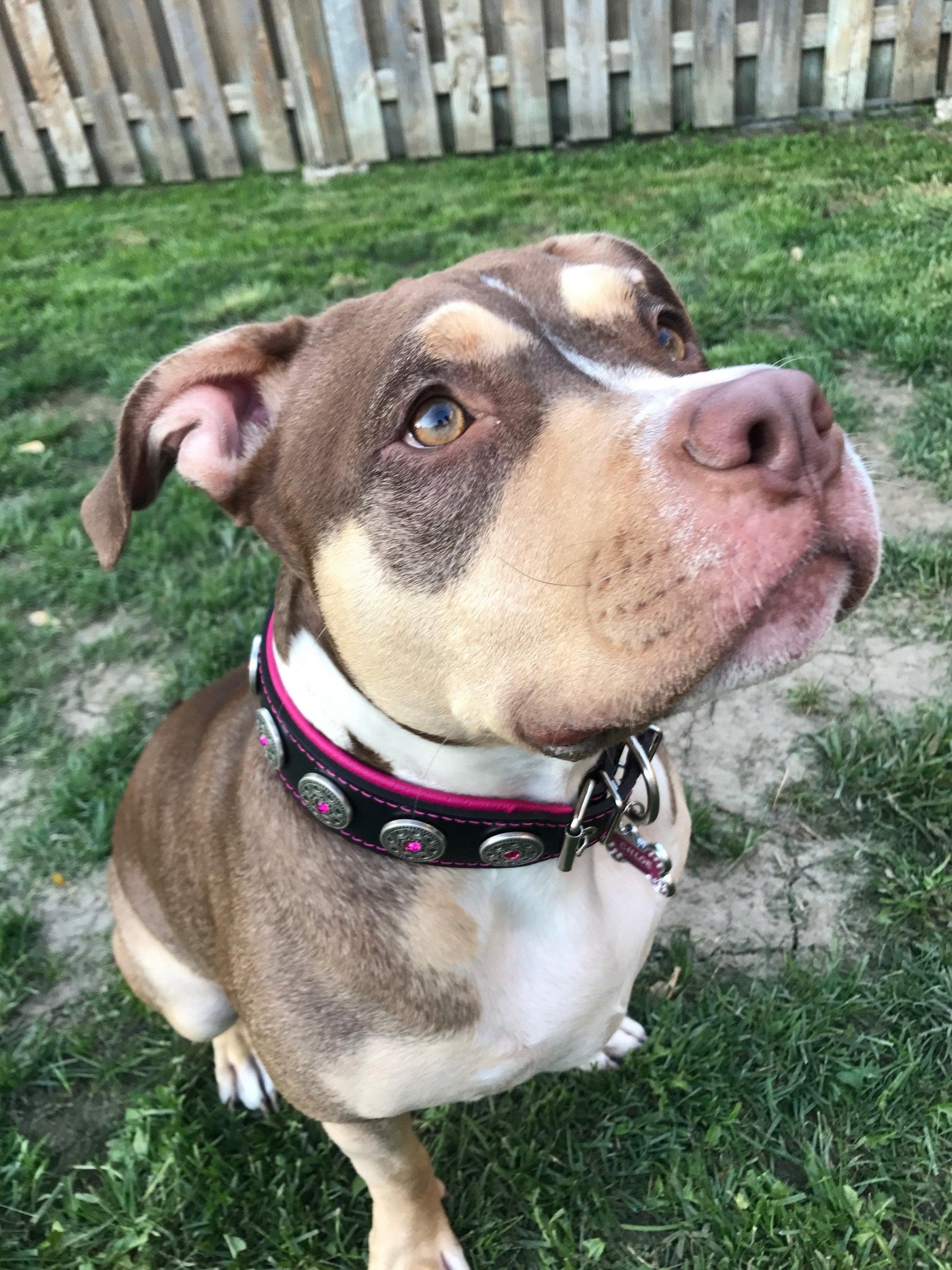 "Bijou" collar