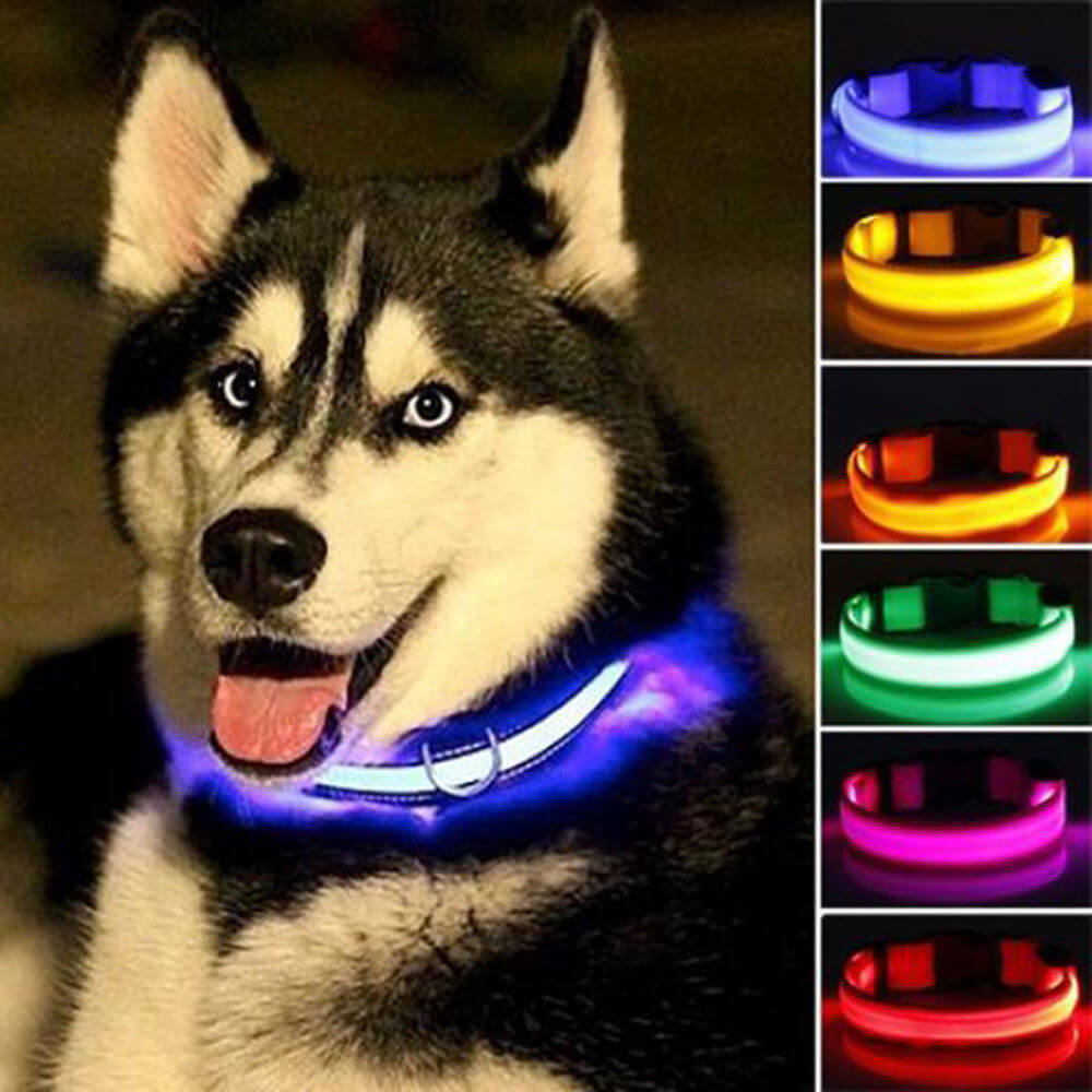 LED dog collar